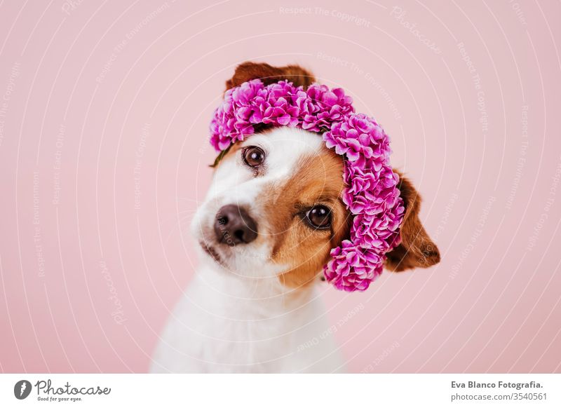 portrait of cute jack russell dog wearing a crown of flowers over pink background. Spring or summer concept spirng pet spring flirting decoration funny adorable
