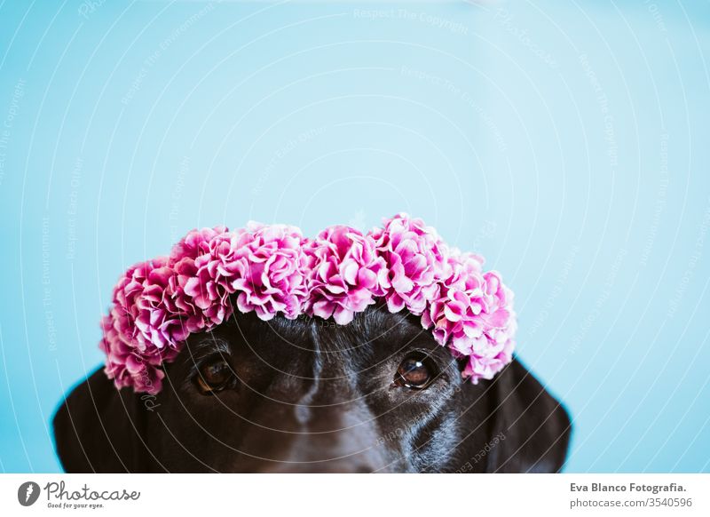 portrait of beautiful black labrador dog wearing a crown of flowers over blue background. Spring or summer concept pet spring flirting decoration funny adorable