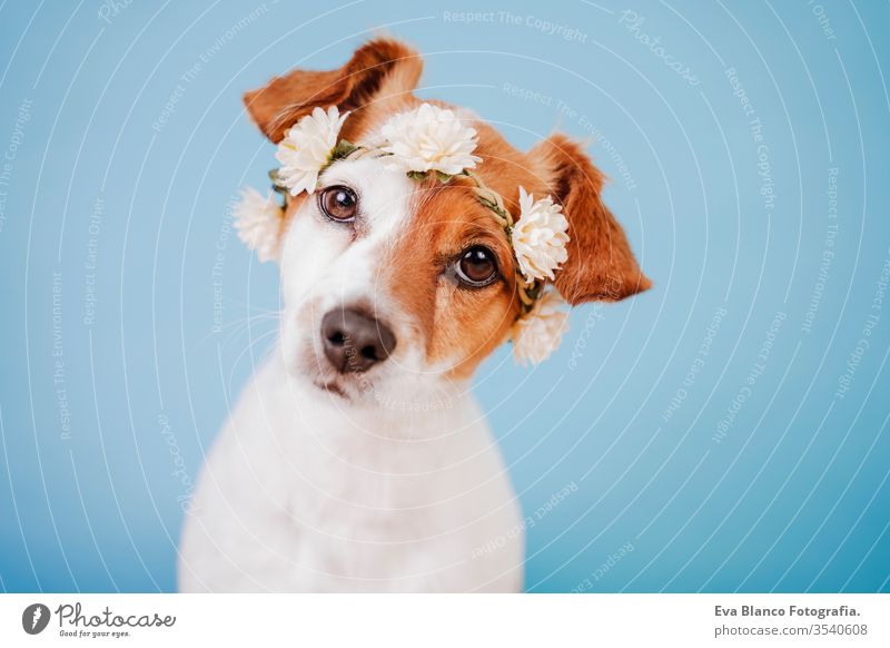 portrait of cute jack russell dog wearing a crown of flowers over blue background. Spring or summer concept spirng pet spring flirting decoration funny adorable