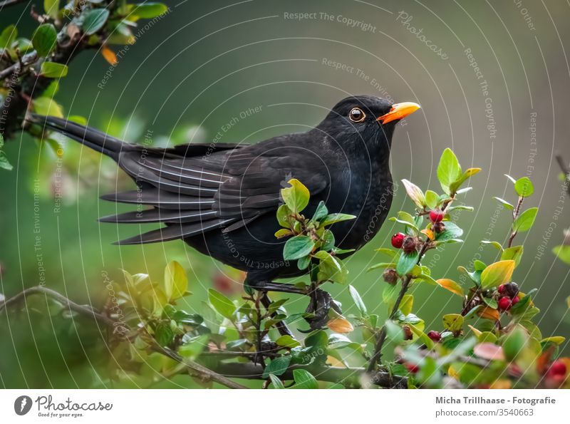 Blackbird in a berry bush Turdus merula Head Beak Eyes Grand piano Feather Plumed Animal face birds Wild animal bushes Twigs and branches flaked Looking Observe