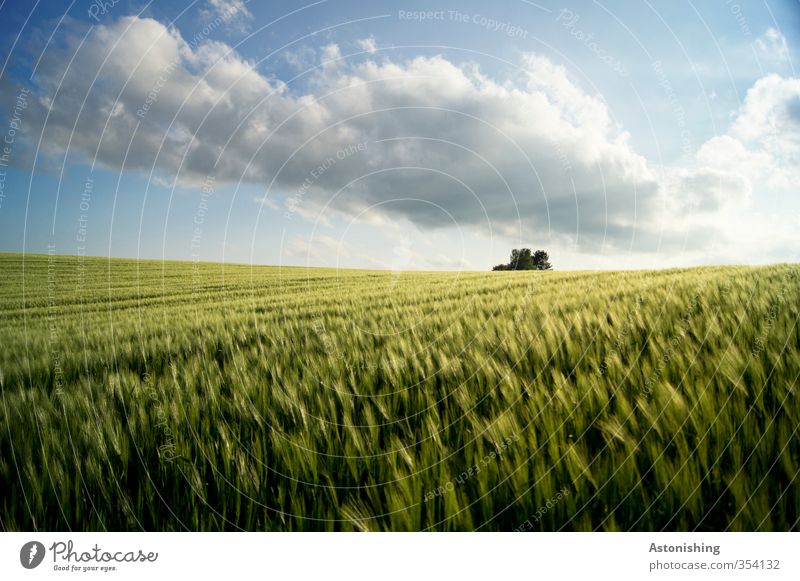 Field I Environment Nature Landscape Plant Sky Clouds Horizon Spring Weather Beautiful weather Warmth Tree Leaf Agricultural crop Hill Blue Yellow Green White