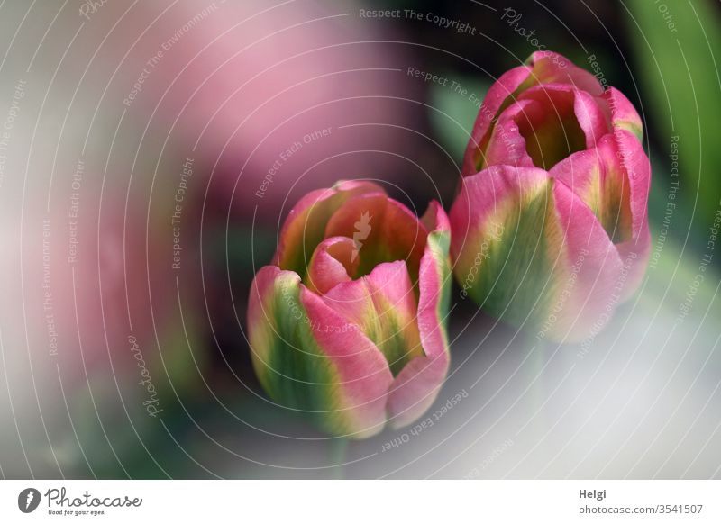 Symmetry | close-up of two almost identical pink-green-yellow tulip flowers Tulip Tulip blossom bleed spring Spring flower Close-up Nature Colour photo Plant