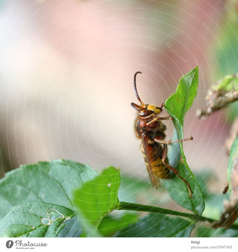hornet on a leaf Insect - a Royalty Free Stock Photo from Photocase
