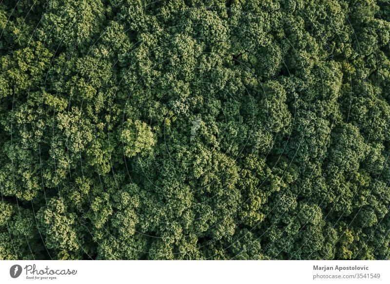 Aerial view of lush green forest in the mountains above abstract aerial area background beautiful beech branches country countryside eco ecology ecosystem