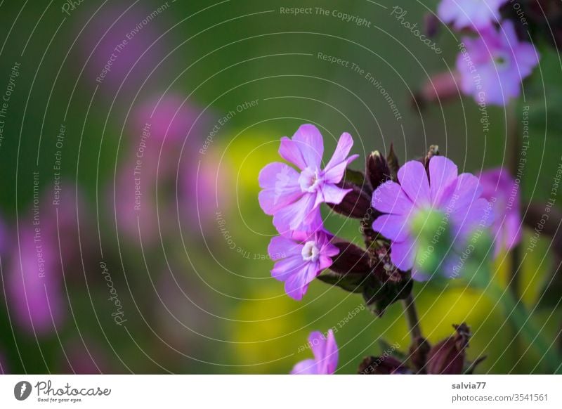 flower meadow Nature Flower meadow Meadow spring bleed flowers Plant White campion Laymweed Colour photo Fragrance Exterior shot Deserted Shallow depth of field