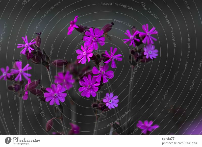 pink flower Flower meadow Laymweed red campion bleed Plant Blossoming Nature Contrast Colour photo Shallow depth of field Growth Meadow blossom Bright Colours