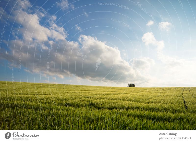 Field II Environment Nature Landscape Plant Air Sky Clouds Horizon Spring Weather Beautiful weather Tree Grass Leaf Agricultural crop Bright Blue Yellow Green
