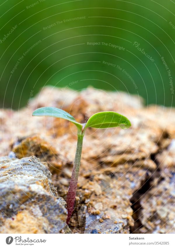 Young seeding sprout up rocky mountain soil green seedling young plant life new nature growth germination small background concept fresh leaf spring stone
