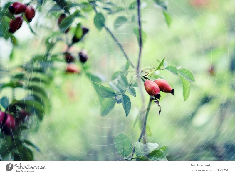 It's autumn now Nature Plant Bushes Green Red Rose hip Autumnal Colour photo Copy Space right Copy Space bottom Shallow depth of field
