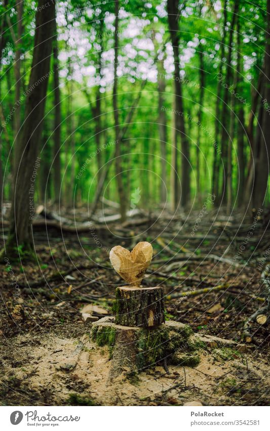 #S# Forest love II Love Heart Love of nature Nature reserve close to nature Experiencing nature Environment Deserted Carve Craft (trade) Tree trunk Heart-shaped