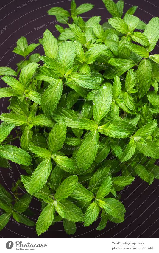Mint leaves top view. Green mint pot plant above view aroma background beneficial botanic close-up diet effective fresh freshness gardening green green mint