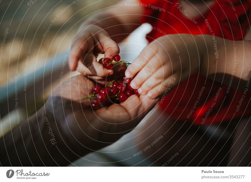 Close up child hand picking currants Ribe red currant Berries Berry Fruit Redcurrant Ribes rubrum Berry bushes Nutrition Food Colour photo Exterior shot