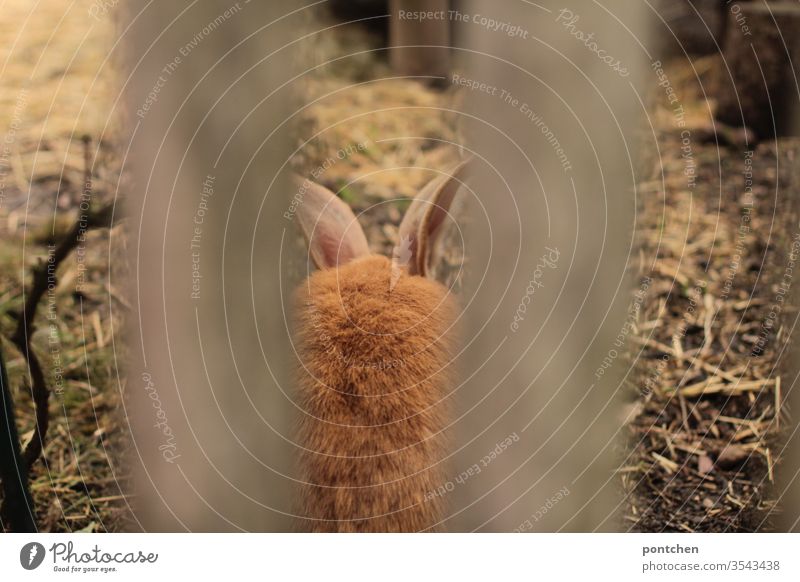 Animal husbandry. Belgian giants. Giant rabbits. Rear view of a hare with red fur through a garden fence giant rabbit Garden fence Pelt Easter Bunny Straw