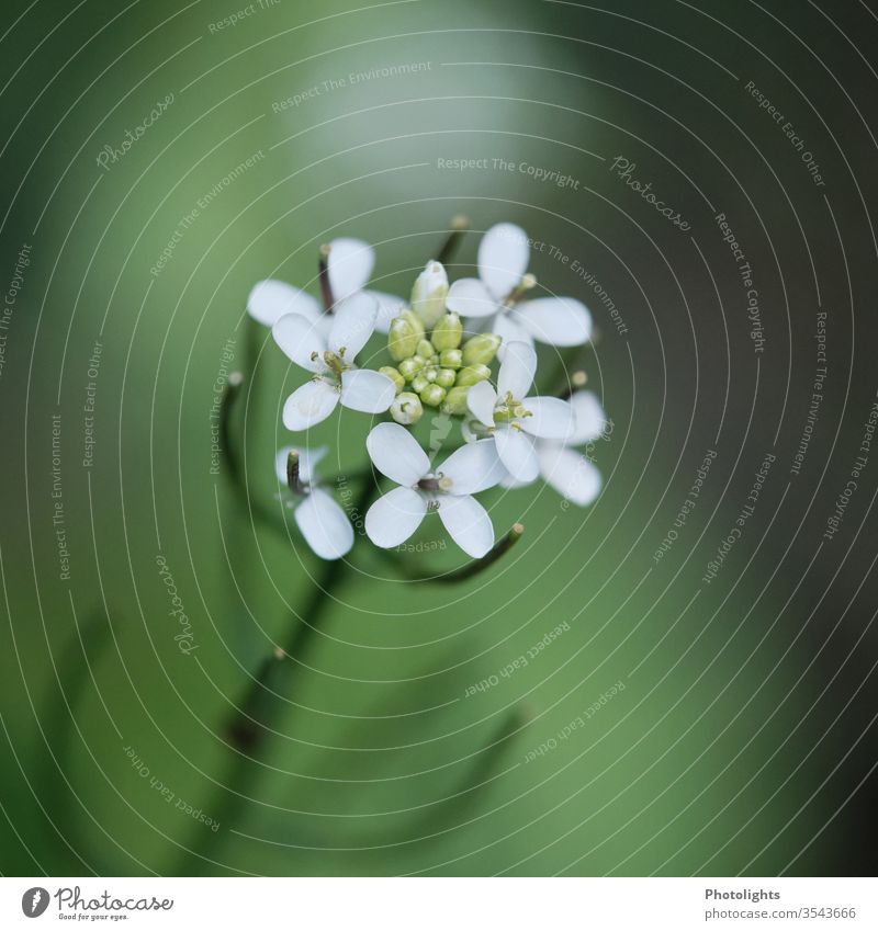 Flowering weeds Weed Blossoming Environment White green Nature Plant flowers Wild plant Shallow depth of field Colour photo Exterior shot bleed Meadow Close-up