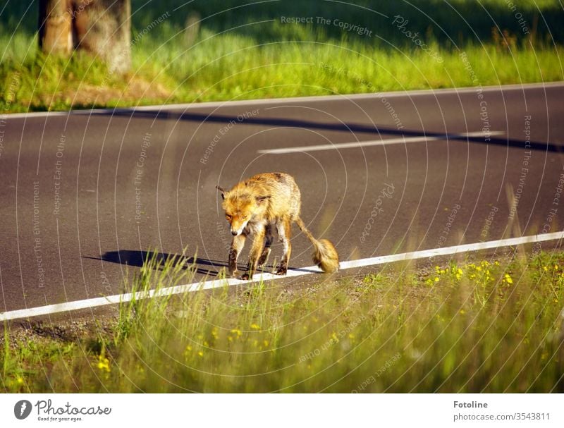 Somewhere in nowhere - or the encounter with an injured and very battered looking fox on a country road. Fox Animal Exterior shot Colour photo Wild animal 1
