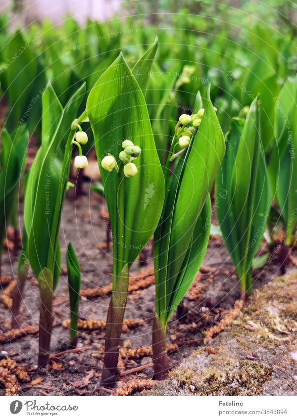 lilies of the valley, which are not yet fully bloomed Lily of the valley flowers Colour photo White Plant spring Nature green Blossoming bleed already Close-up