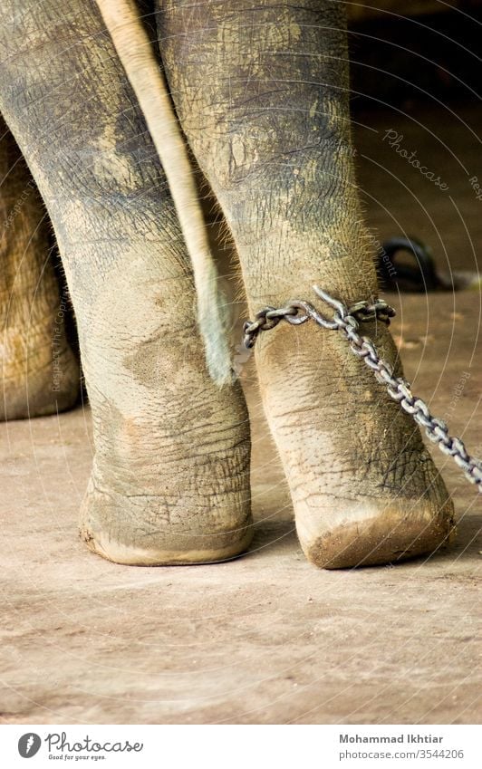 An elephant chained with metal shackles Animal feet Elephant Chain Chained up Outdoors Mammal animal world Close-up leg Cruel nobody Nature Zoo captivity Siam