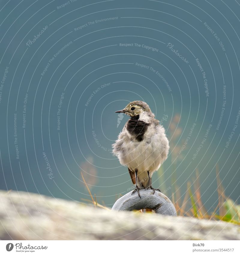 Portrait of a wagtail on the Sognefjord in Norway songbird birds 1 Animal Exterior shot Colour photo Nature Day Wild animal Animal portrait Deserted