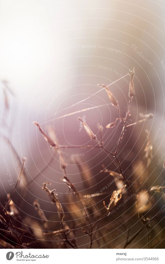 Spider threads on dried-up plants Fine Indian summer Back-light grasses Plant Colour photo Nature Summer Light Sunlight Grass Connection ally