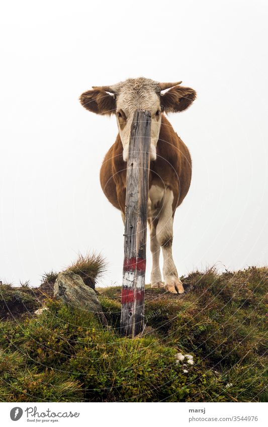 Cattle hiding behind a wooden stake chill Alpine cattle Mammal Animal Agriculture Livestock Grass Milk production Willow tree Wooden stake hiking trail