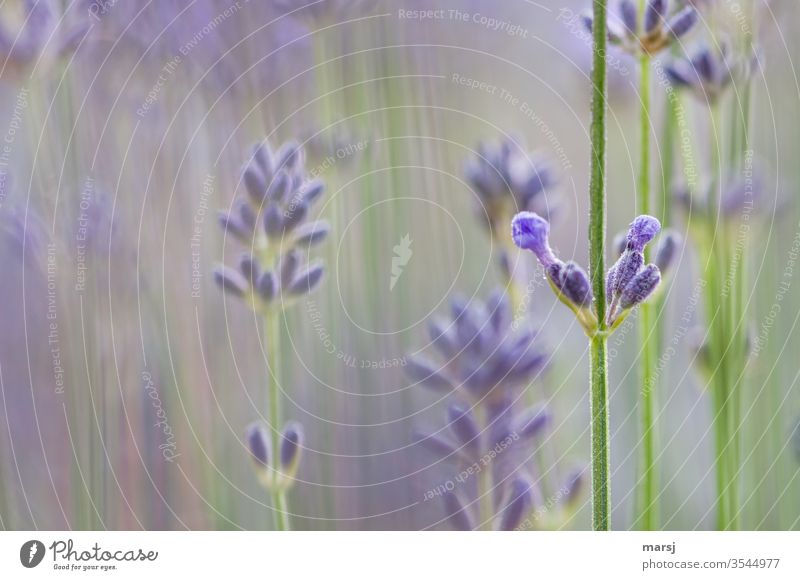 Lavender Flowers bleed flower bud Violet Plant Fragrance Colour photo Nature flowers Summer Shallow depth of field natural stalk Blossoming Garden Growth