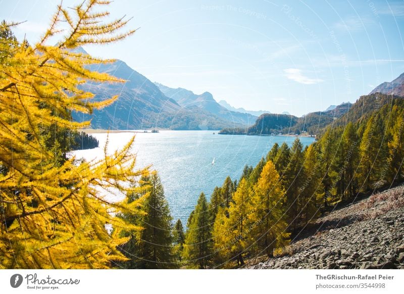 Lark forest in autumn with sea view Lake Autumn larch forest larches Water Mountain blue water Higher Engadin silvaplanasea Silvaplana along the elevation