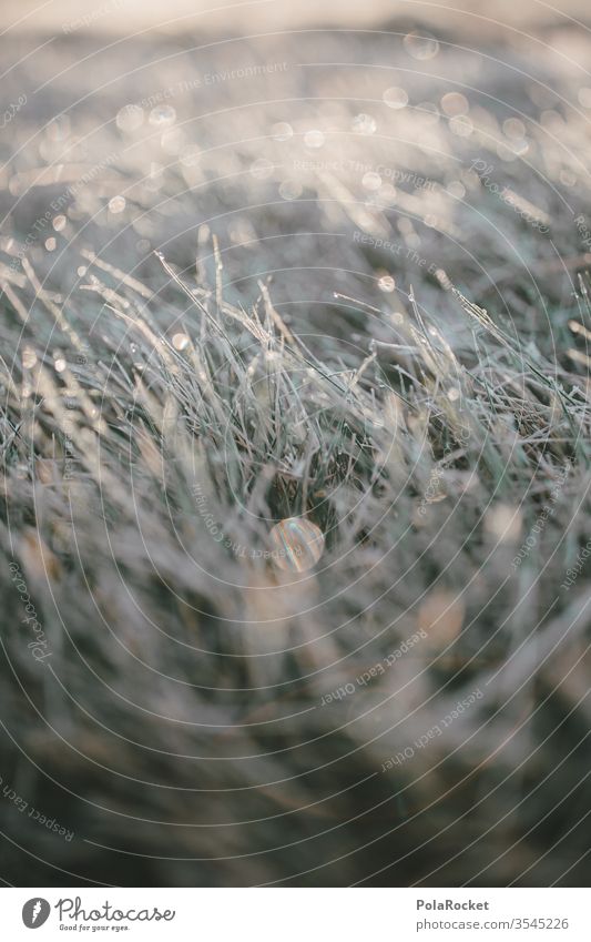 #As# Silvergrass Grass Grassland Grass green Morning Dawn Morning fog morning light Idyll Ground Meadow Grass meadow grassland Nature Exterior shot Frost Dew