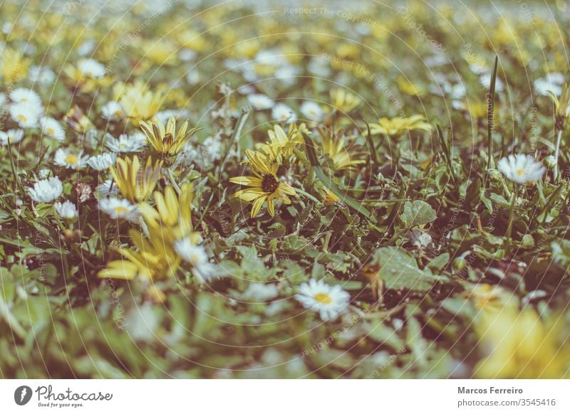 field full of flowers, early spring no one outdoors field of flowers beauty colorful floral fresh garden grass petal yellow background closeup natural day