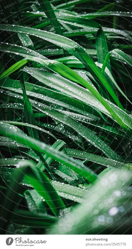 Amazing shot of raindrops on grass. Moody mood Wallpaper Grass Green Rainbow Rainwater Leaf leaves Storm outdoors Macro (Extreme close-up)