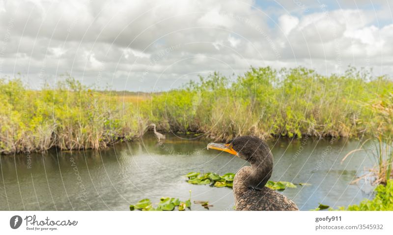 #600 Distant view birds Animal Nature Colour photo Exterior shot Wild animal Animal portrait Environment Animal face Beak Grand piano Everglades NP Florida