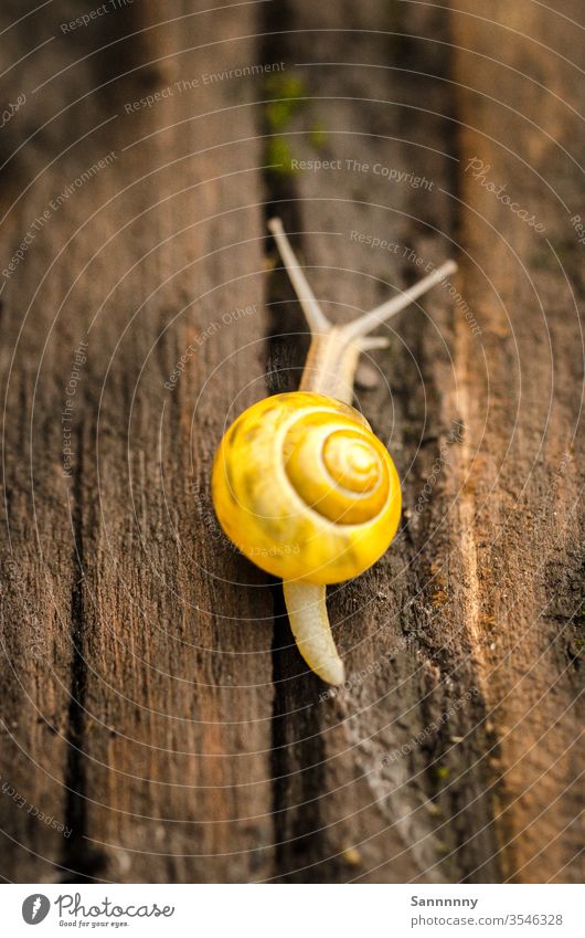 at snail's pace Crumpet Snail shell Yellow deceleration Slowly Animal Cute wood Nature Love of nature natural