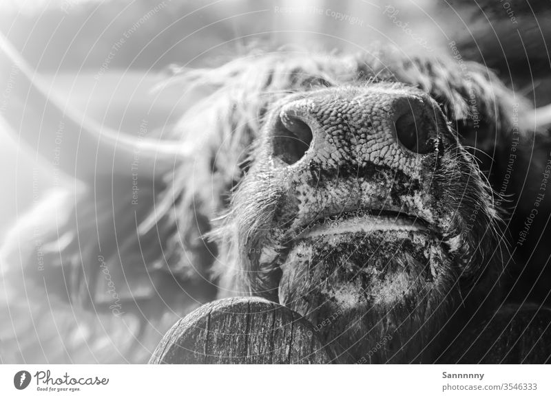 Young buffalo close up Nose Buffalo Animal Animal portrait Black & white photo Nature