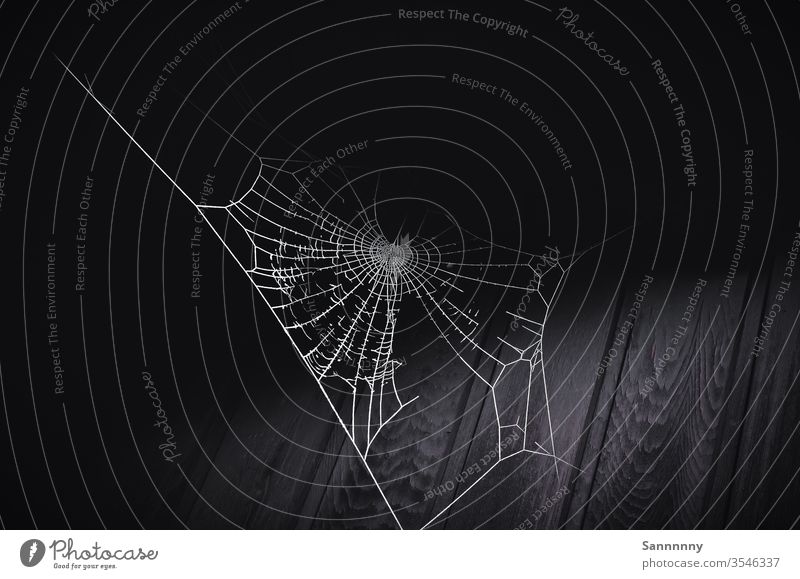 net Spider's web Net Network fault somber Black & white photo Broken conceit Creepy Mystic Nature Love of nature