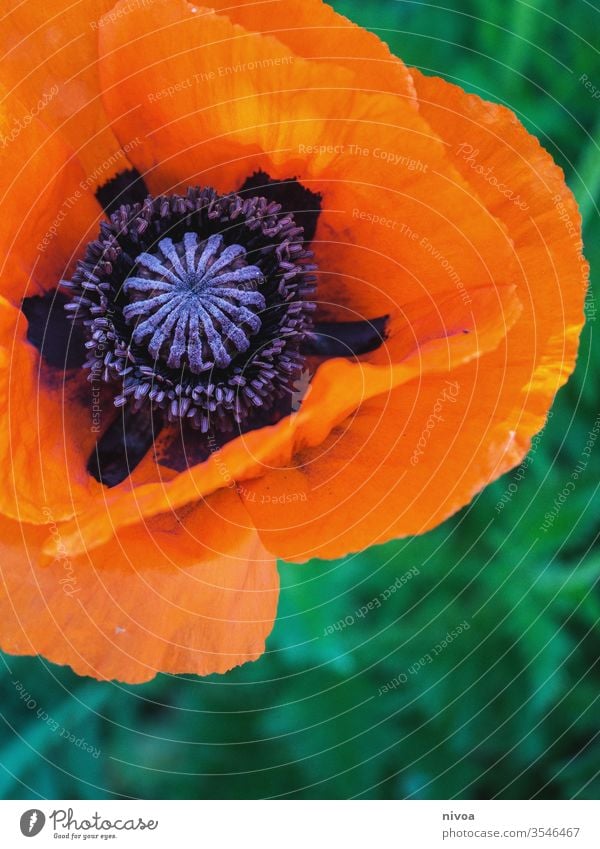 Close-up of a poppy flower Poppy blossom Poppy field Blossom Flower Detail detailed Macro (Extreme close-up) Orange Green Violet Summer Colour photo Beautiful