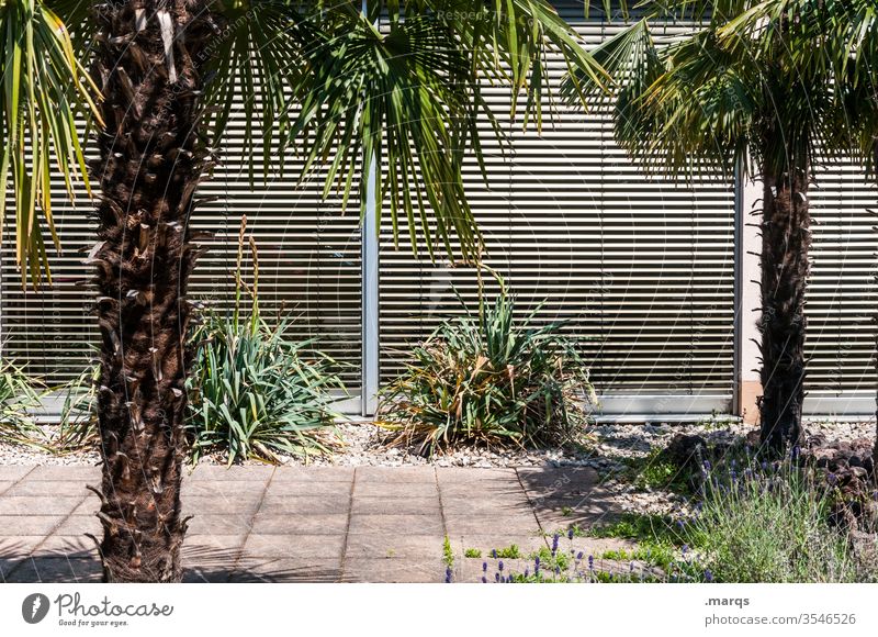local recreation area Roller shutter Palm tree bushes Stone slab Terrace Brown Relaxation at home Summer ardor Style Closed