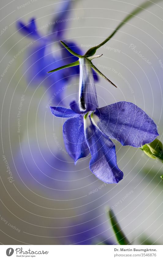 Blue Lobelia hybrid, close-up blurred decorative annual flower cultivar balcony summer campanulaceae