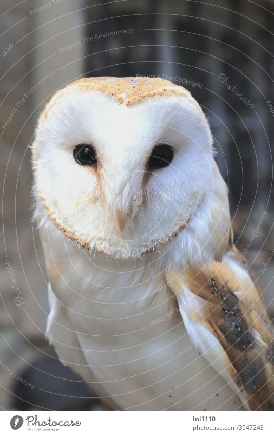 Barn owl sitting on hand looks into the camera heart-shaped face black eyes peer saucer-eyed feathers nocturnal Vail Face golden brown White Gray Soft