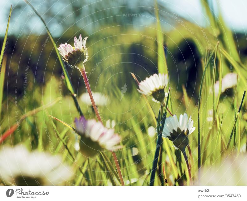 In front of the lawn mower Daisy Meadow Blossoming Small Near Motion blur Shallow depth of field flowers Plant Exterior shot Nature Colour photo spring Close-up