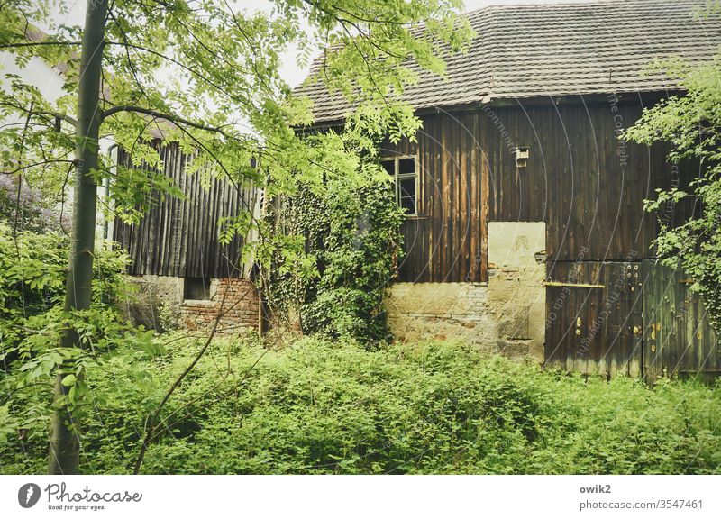 Leave it to itself Barn Building tree Bushes thickets Ivy Goal Window Wood Stone Old Roof untreated Wall (barrier) Former Transience Deserted Wall (building)