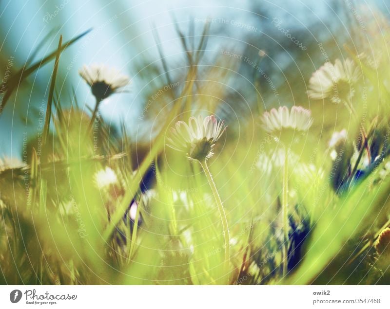 Hushed Daisy Meadow spring Motion blur flowers Grass green Nature Yellow White Lawn Close-up Exterior shot Macro (Extreme close-up) Blossoming
