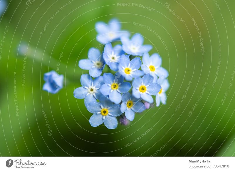 Forest forget-me-nots Forget-me-not forest field flowers blue green nature season spring bloom