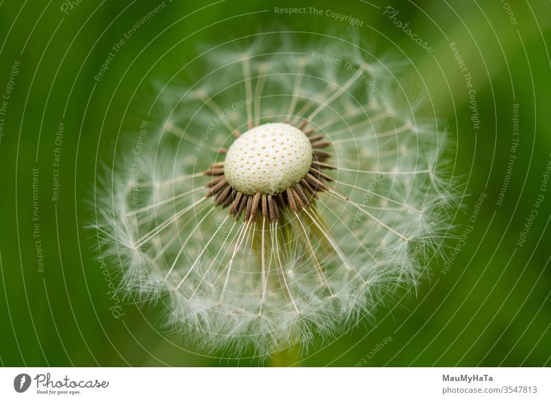 Dandelion in the field forest spring season nature seeds kites plant