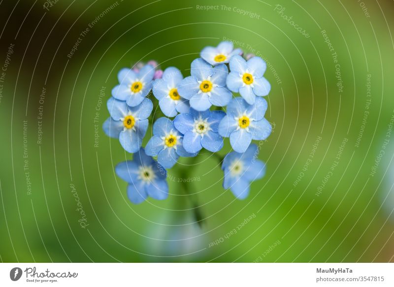 Unforgettable in the forest Forget-me-not field flowers blue green nature season spring bloom