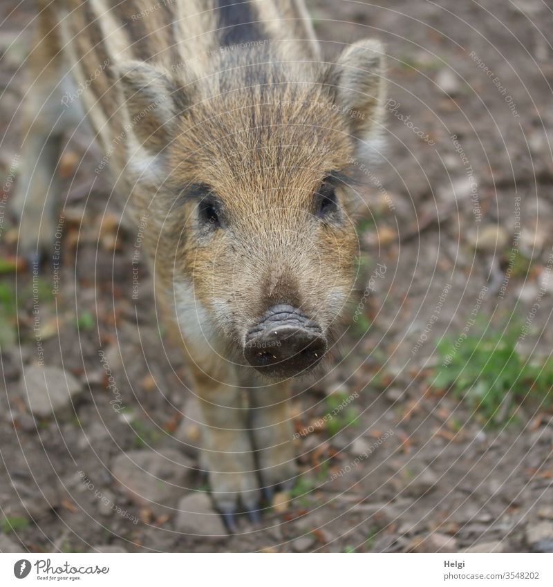 hey you - close-up of a young curious freshman looking into the camera Wild boar Young boar young animal Animal Wild animal Animal portrait Baby animal 1 Forest