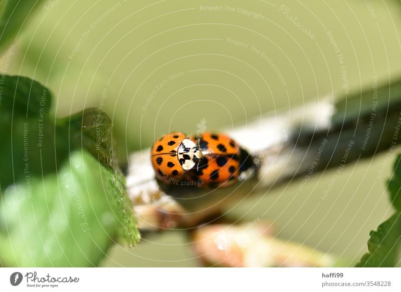 Ladybird Sex Mating Spring fever Insect luck spring copulate Nature Animal Crawl green Beetle Plant Summer flaked Red