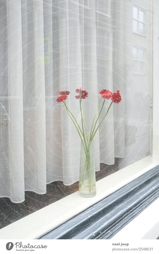 Window sill with flower vase flowers Flower vase Drape insulation Loneliness Bright White Red reflection melancholy tranquillity dwell at home Decoration