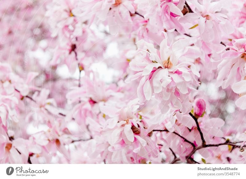 Delicate pink magnolia flowers petals spring springtime blossoming bloom blooming flowering garden gardening floral botanical pastel light delicate feminine
