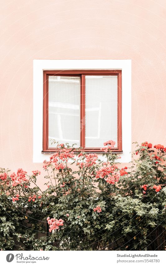 Flowers decorating window of a pink building flowers roses dusty pink orange green pastel house wall garden gardening cottage flora floral plant blooming