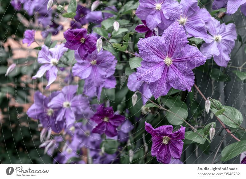 Purple clematis flowers petals garden gardening nature purple green floral plant plants growing background texture bloom blooming blossom blossoming botanical