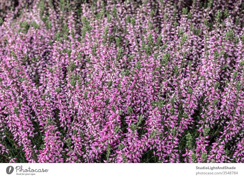 Blooming wild heather plant pink magenta purple flower flowers flora growing forest bloom blooming blossom blossoming flowering wildflower wildflowers nature